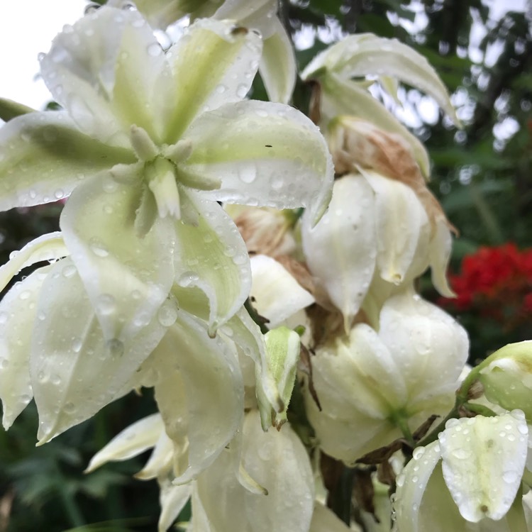 Plant image Yucca gloriosa 'Variegata'