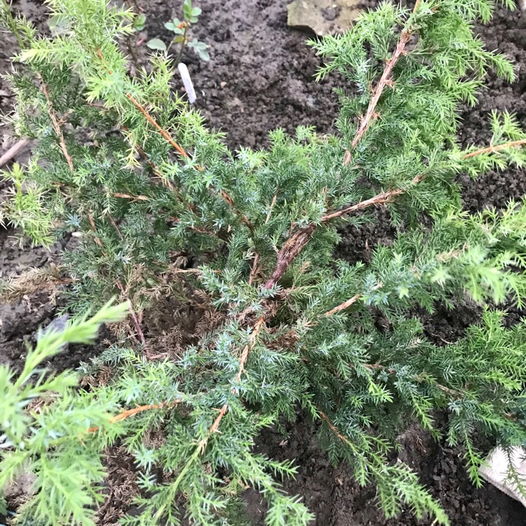 Plant image Juniperus squamata 'Holger'