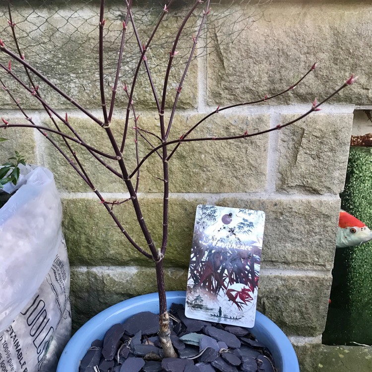 Plant image Acer palmatum 'Atrolineare'