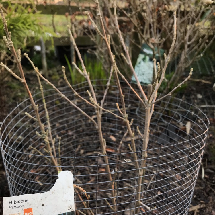 Plant image Hibiscus syriacus 'Hamabo'