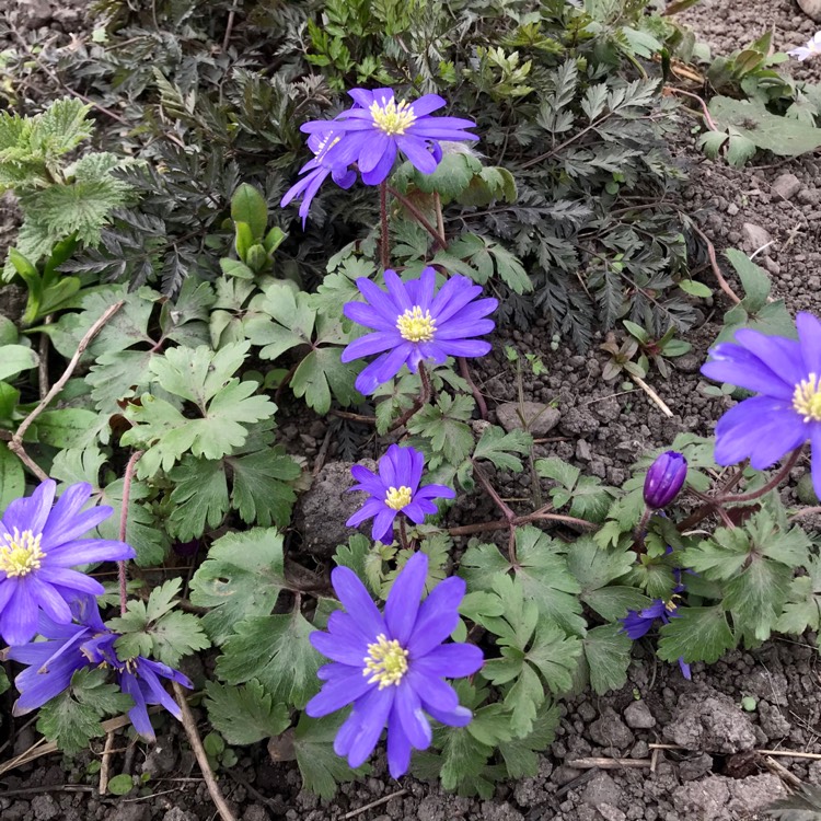 Plant image Anemone 'Blue Shades'