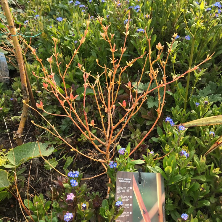 Plant image Cornus sanguinea 'Midwinter Fire'