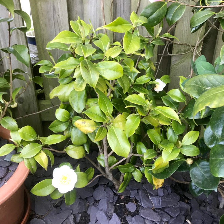 Plant image Camellia japonica 'Brushfield's Yellow'