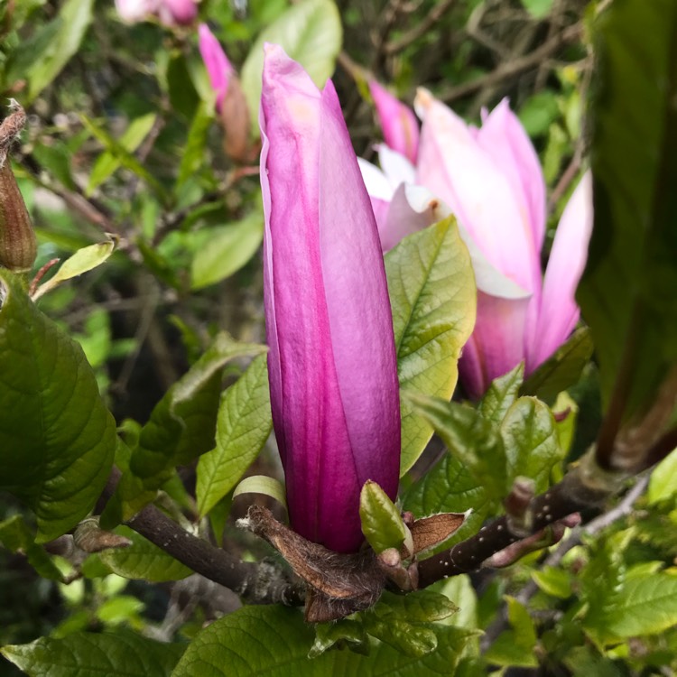 Plant image Magnolia 'Ricki'