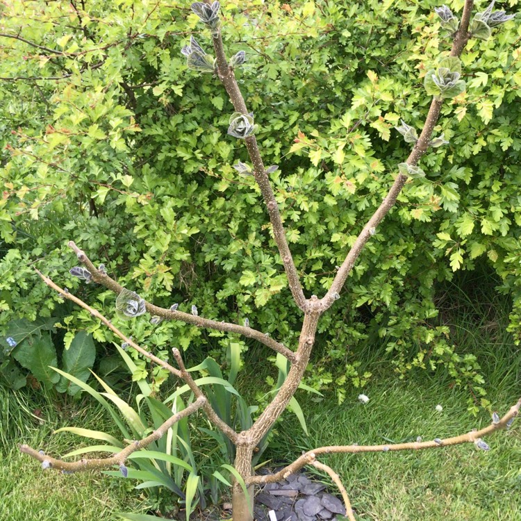 Plant image Paulownia tormentosa