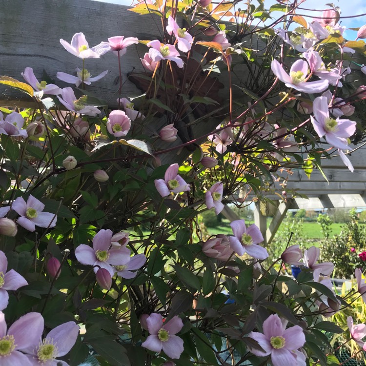 Plant image Clematis montana 'Olga'