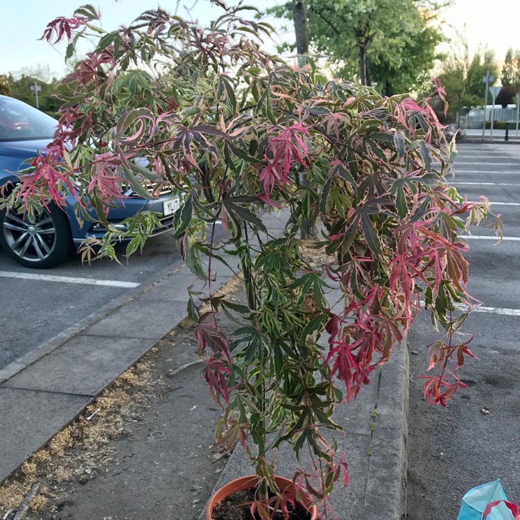 Plant image Acer Palmatum 'Shirazz'