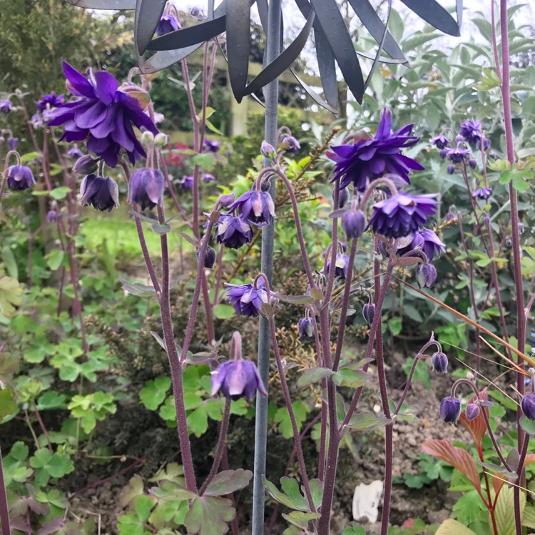 Plant image Aquilegia bulgaria 'Blue Barlow'