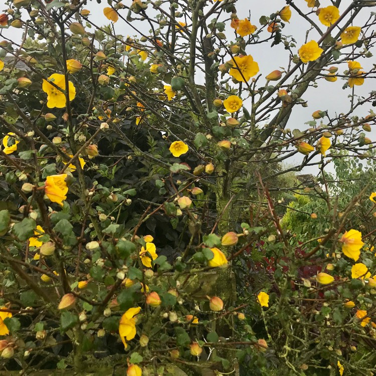 Plant image Fremontodendron