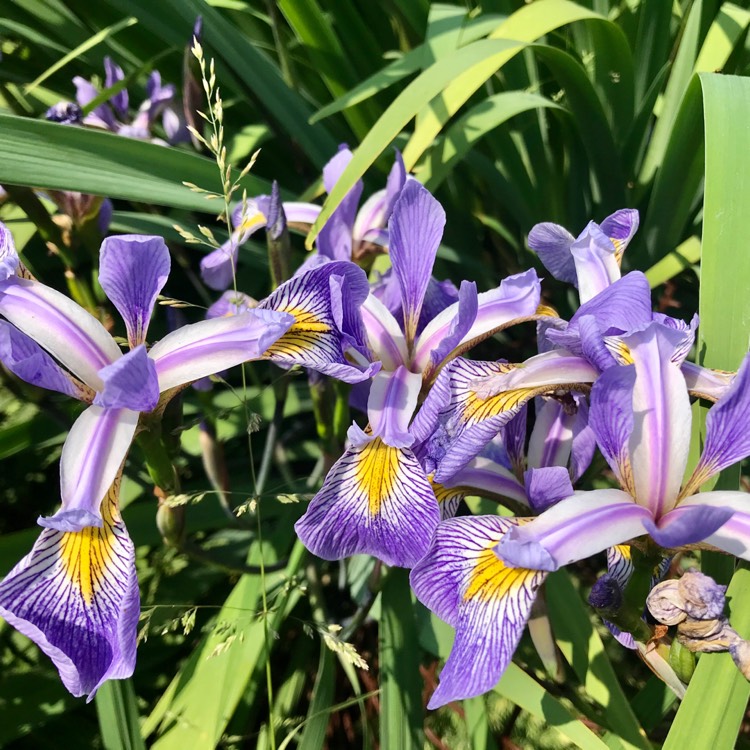 Plant image Iris Versicolor 'Gerald Darby' syn. Iris x Robusta  'Gerald Darby'