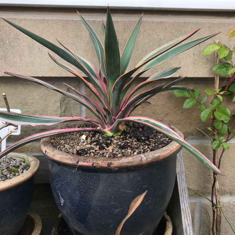 Plant image Yucca gloriosa 'Variegata'