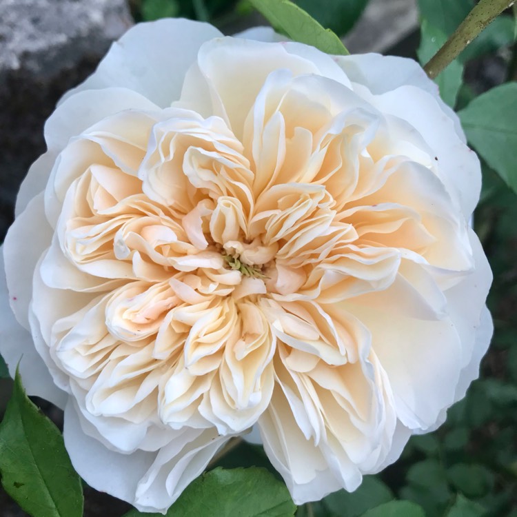 Plant image Rosa 'Lichfield Angel'