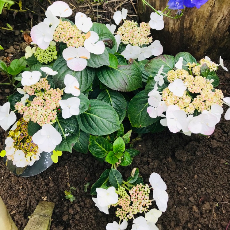 Plant image Hydrangea Macrophylla 'Teller White' syn.  'Libelle'