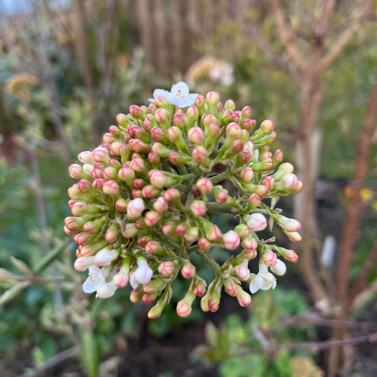 Plant image Viburnum x burkwoodii