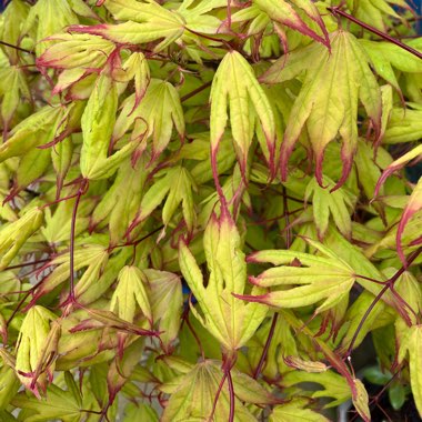 Acer 'Little Princess'