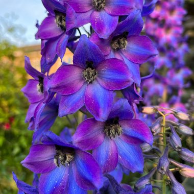 Delphinium 'Excalibur Dark Blue Black Bee'