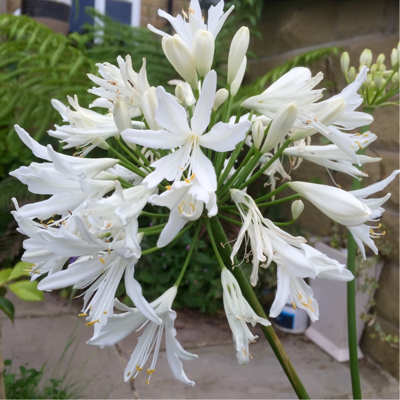 Plant image Agapanthus africanus 'Albus'