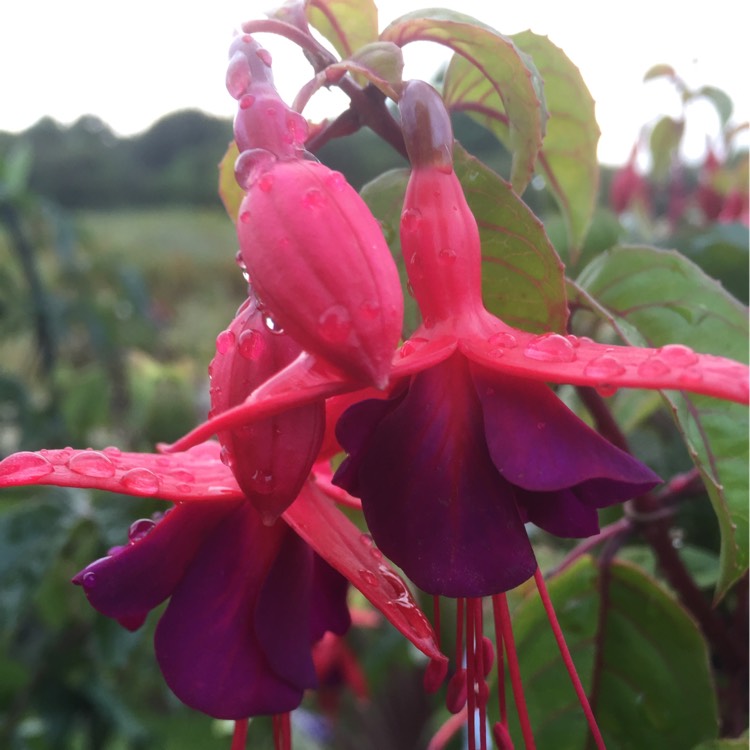 Plant image Fuchsia 'Berry'