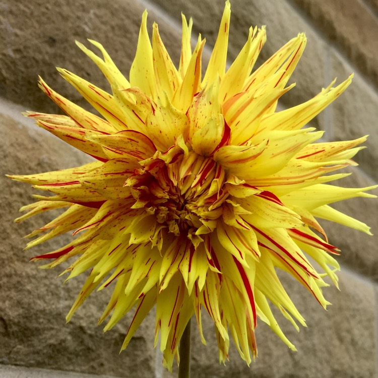 Plant image Dahlia 'Reijman's Firecracker'