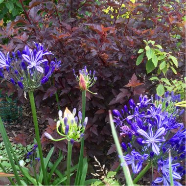 Plant image Agapanthus 'Charlotte'