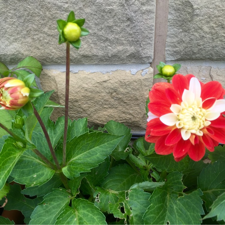 Plant image Dahlia 'Moulin Rouge'