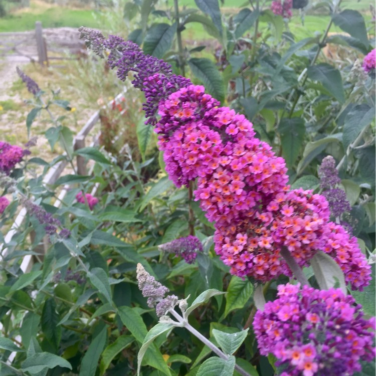 Plant image Buddleja x weyeriana 'Bicolor' syn. Buddleja davidii 'Bicolor', Buddleja x weyeriana 'Flower Power', Buddleja 'Kaleidoscope'