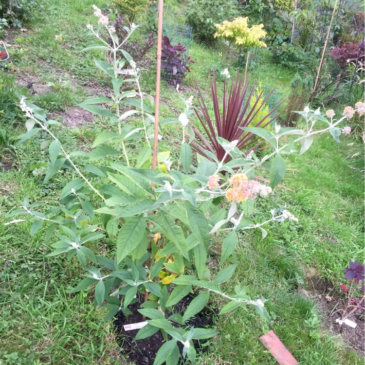 Plant image Buddleja x weyeriana 'Sungold'