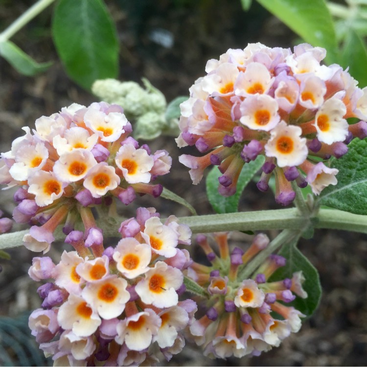 Plant image Buddleja x weyeriana 'Moonlight' syn. Buddleja 'Hocus Pocus'