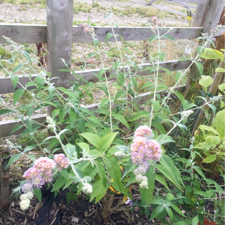 Plant image Buddleja x weyeriana 'Moonlight' syn. Buddleja 'Hocus Pocus'