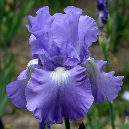 Plant image Iris x germanica 'Victoria Falls'