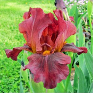 Plant image Iris x germanica 'Red Zinger'