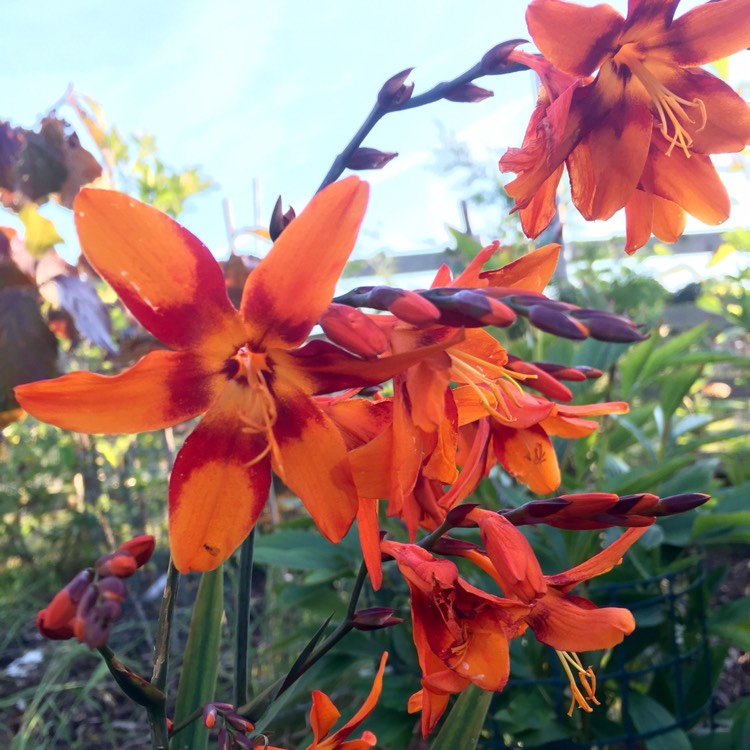 Plant image Crocosmia x crocosmiiflora 'Emily McKenzie' syn. Crocosmia x crocosmiiflora 'Lady McKenzie'