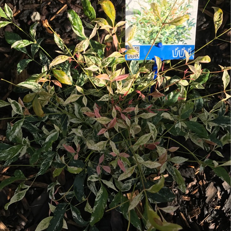 Plant image Nandina domestica 'Twilight'