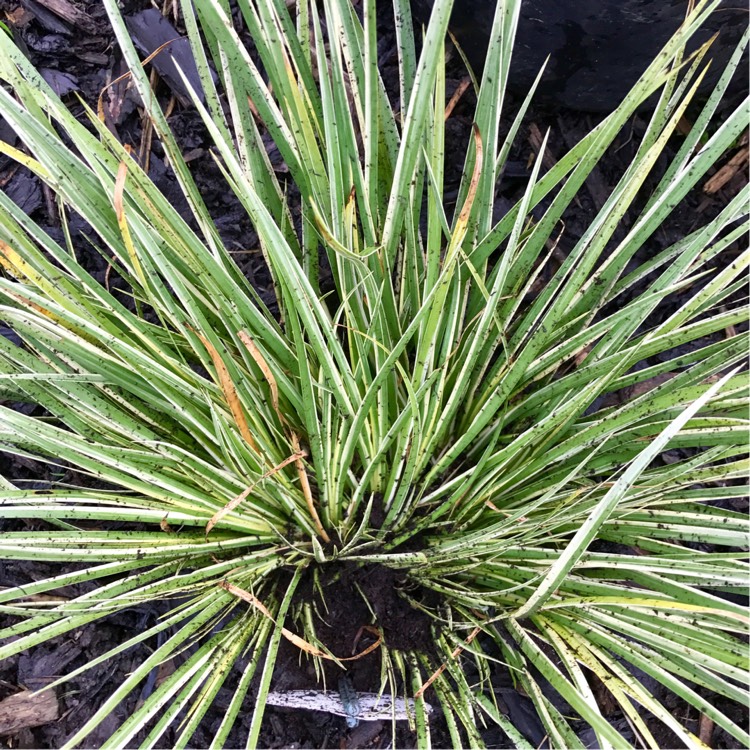 Acorus Gramineus 'Argenteostriatus', Dwarf Silver Sweet Flag - uploaded ...