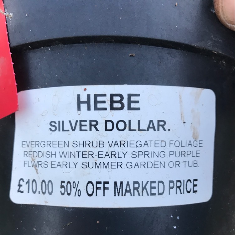 Plant image Hebe 'Silver Dollar'