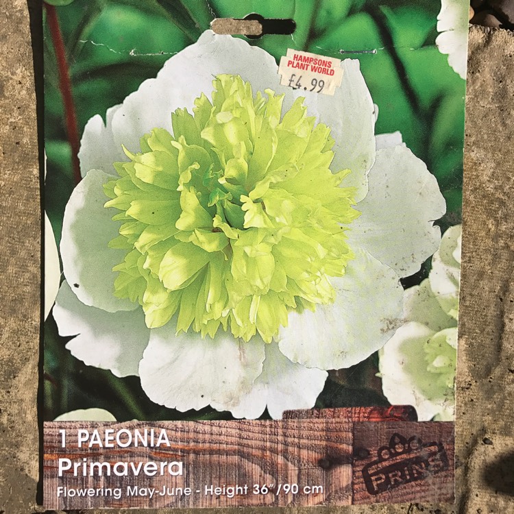 Plant image Paeonia lactiflora 'Primevere'