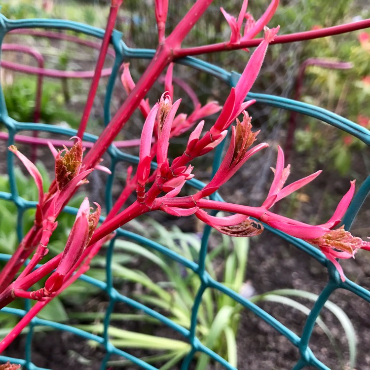 Plant image Acer 'Red Flamingo' syn. Acer x conspicuum 'Red Flamingo'