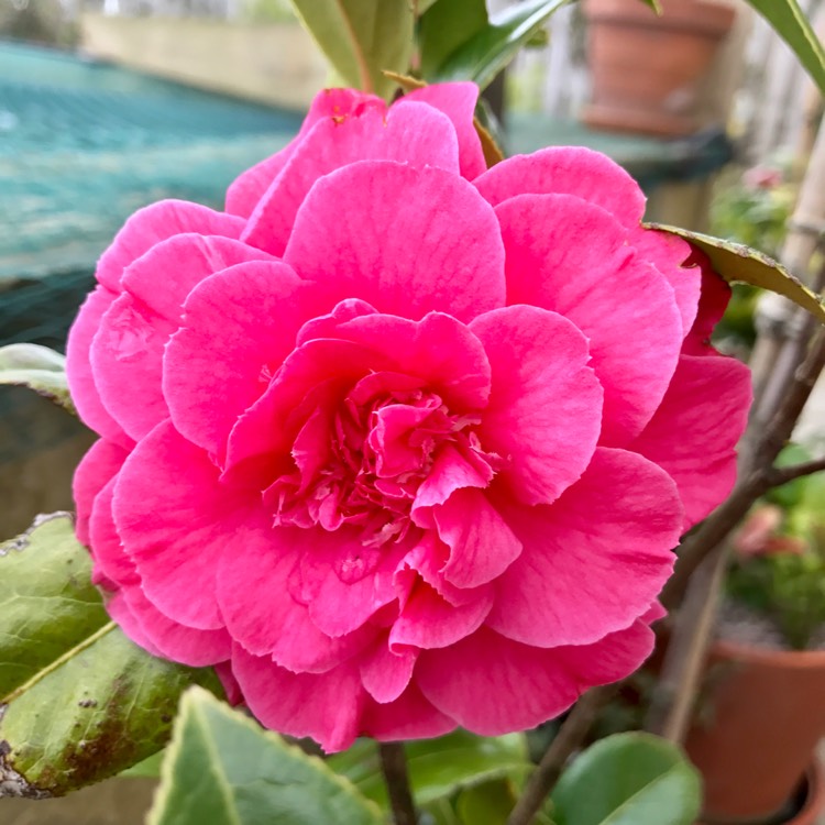 Plant image Camellia japonica 'Tristrem Carlyon' syn. C. x williamsii 'Tristram Carlyon'