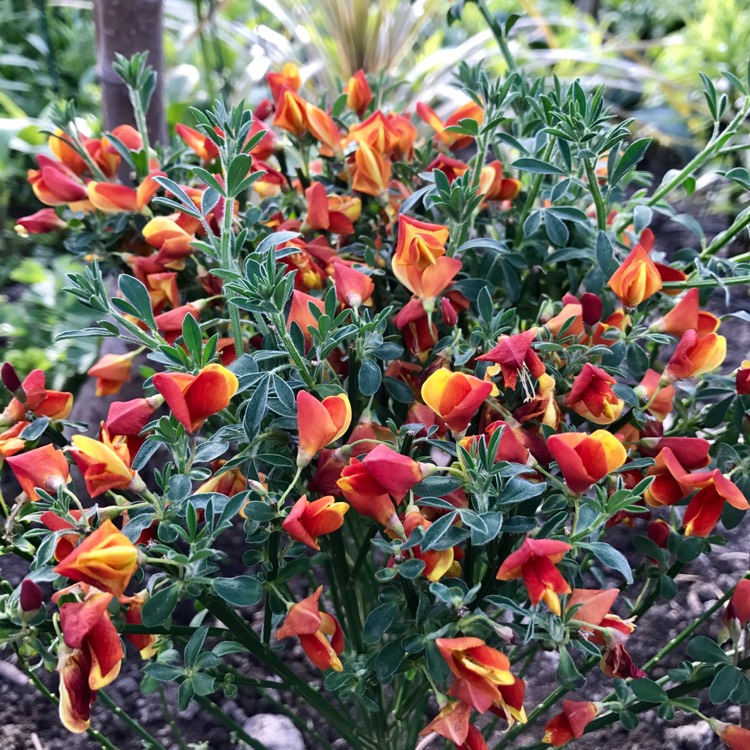 Plant image Cytisus 'Lena'