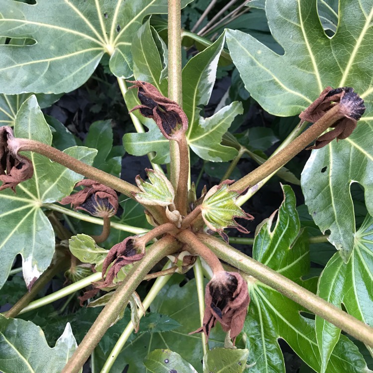 Plant image Fatsia japonica 'Variegata'