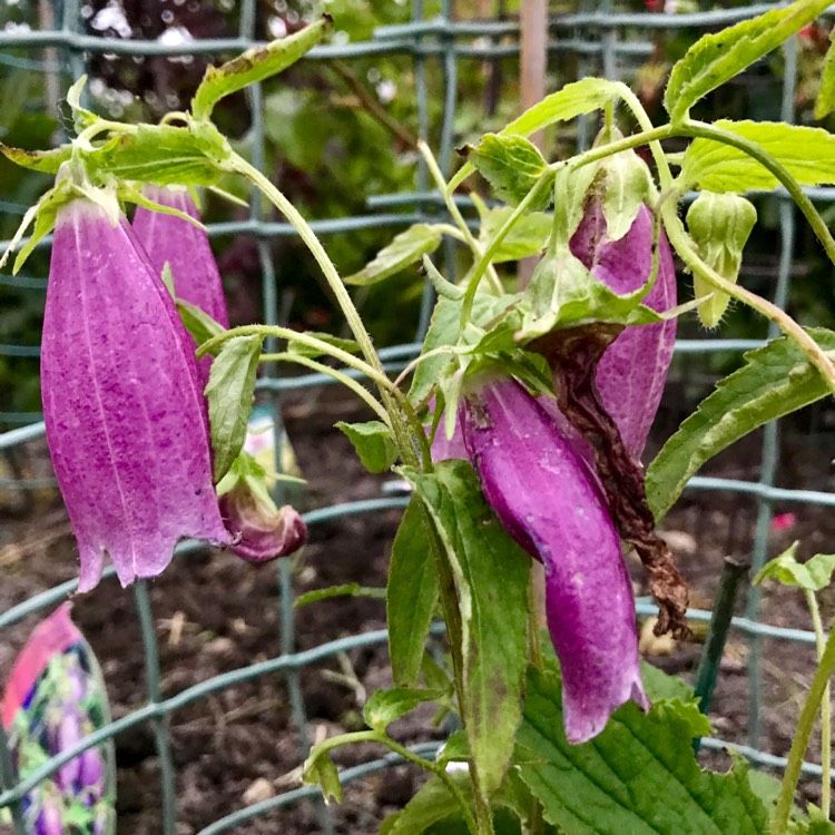 Plant image Campanula punctata 'rubriflora'