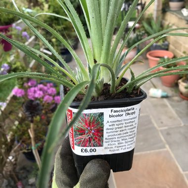 Fascicularia Pitcairnifolia