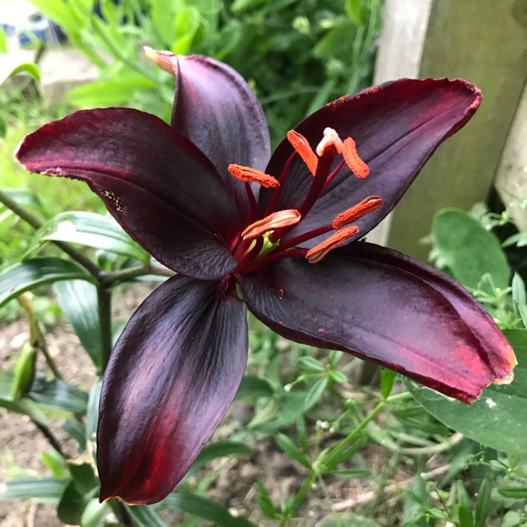 Plant image Lilium 'Queen of the Night'