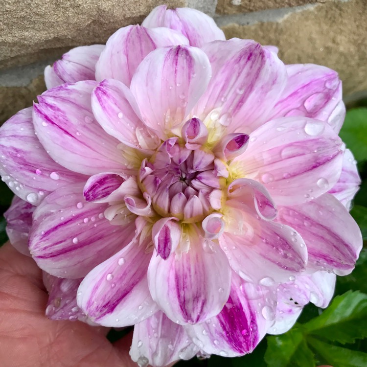 Plant image Dahlia 'Optic Illusion'