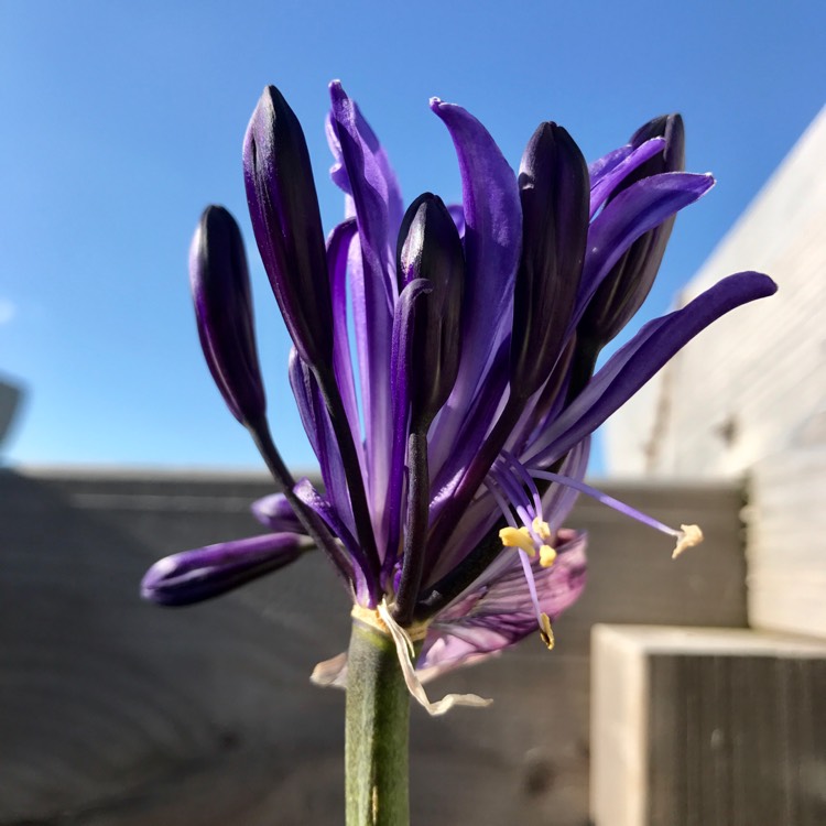 Plant image Agapanthus 'Black Pantha'