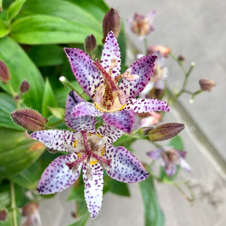 Plant image Tricyrtis formosana 'Pink Freckles'