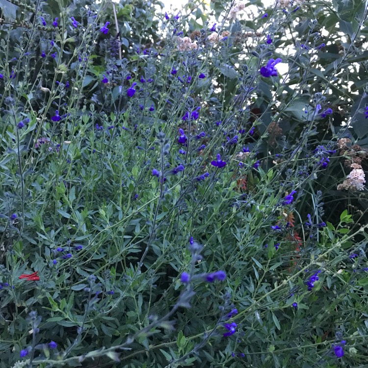 Plant image Salvia greggii 'Blue Note'