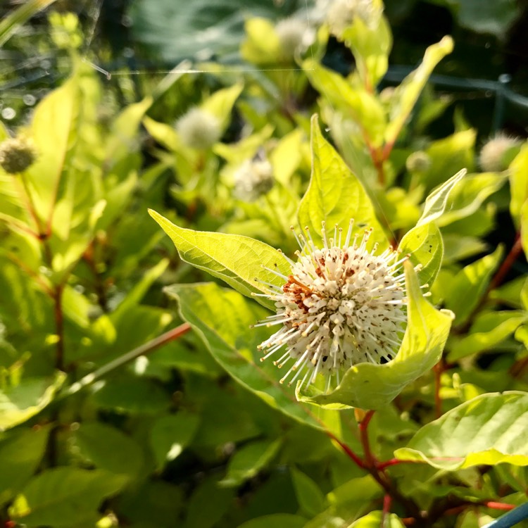 Plant image Cephalanthus occidentalis