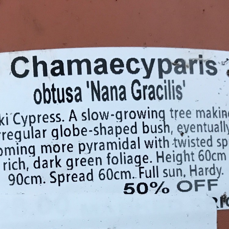 Plant image Chamaecyparis obtusa 'Nana Gracilis'