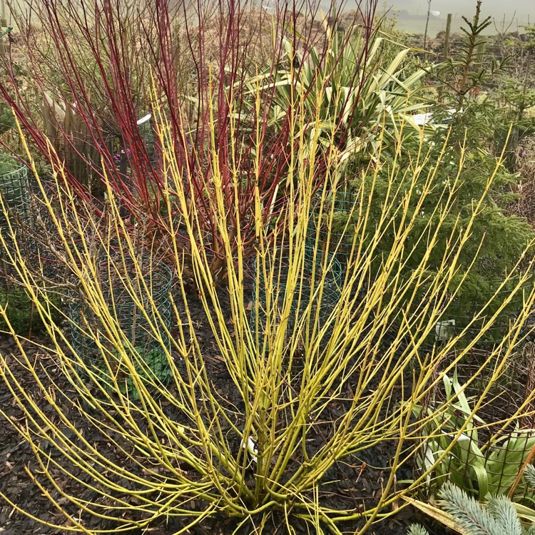 Plant image Cornus sericea 'Flaviramea' syn. Cornus stolonifera 'Flaviramea'